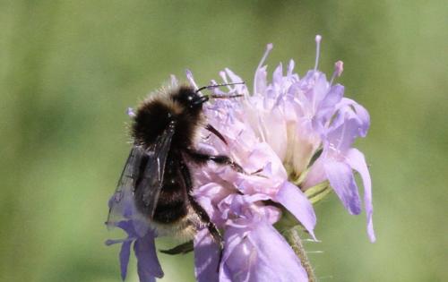 Bombus lapidarius